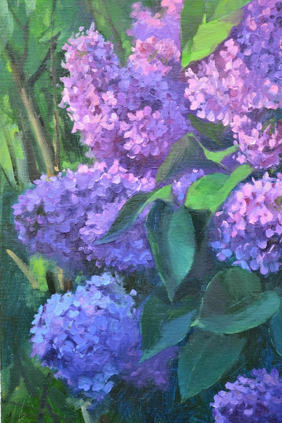 Lilac in the yard