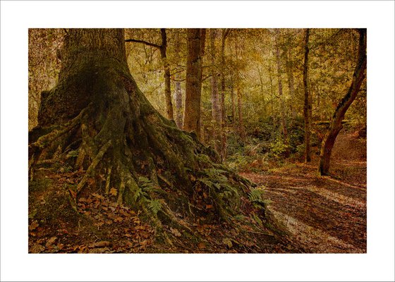 Roots, Woodland Art