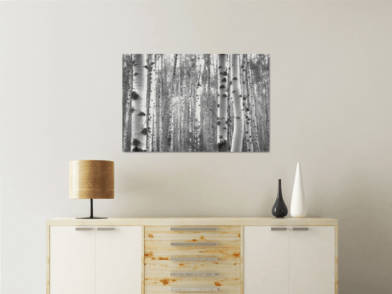 July Aspens in Black and White