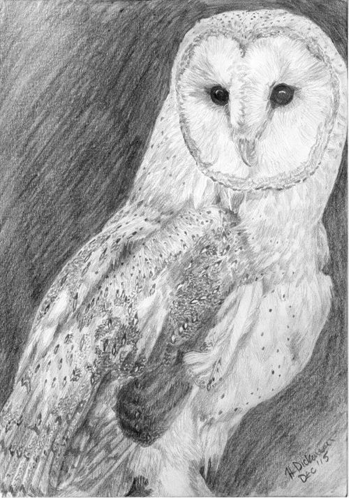Barn Owl by Heather Dickinson