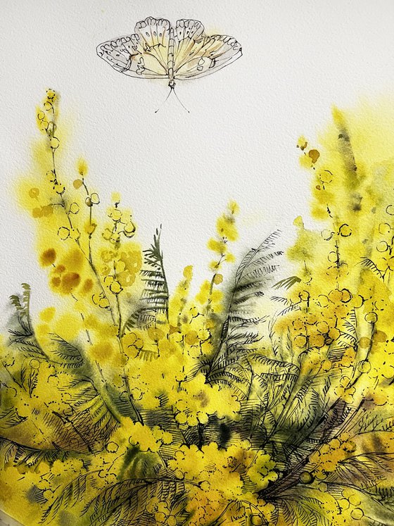 Mimosa branches
