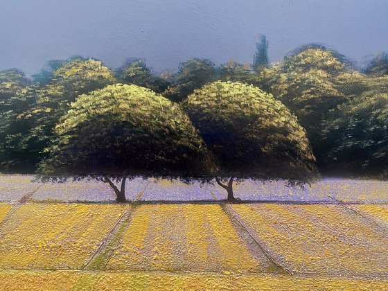 Lavender Fields 1