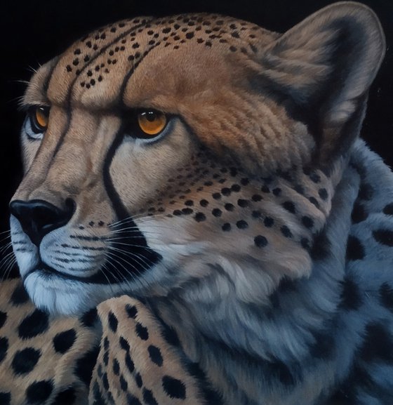 Regal Leopard