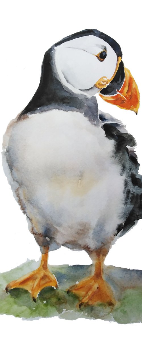 Puffin bird artwork, watercolor illustration by Tanya Amos