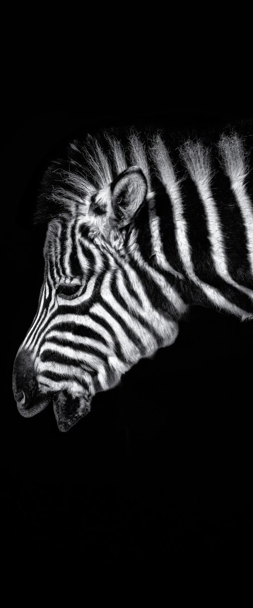 Baby Zebra Portrait by Paul Nash