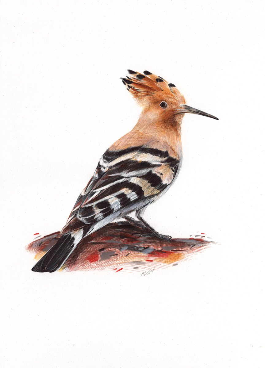 Photorealistic Animal Drawing By Daria Maier, 10 X 14, Eurasian Hoopoe, Original Artwork
