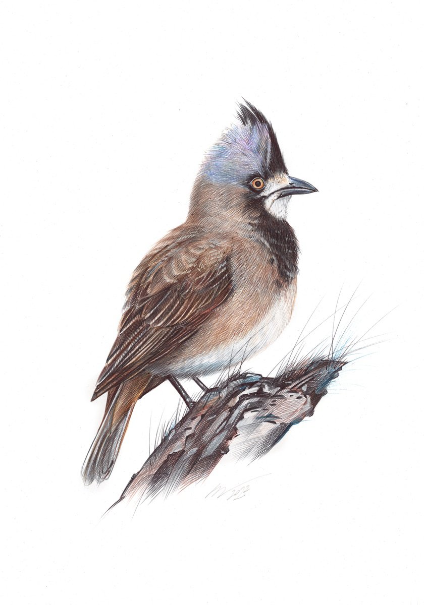 Crested Bellbird (Realistic Ballpoint Pen Bird Portrait) by Daria Maier