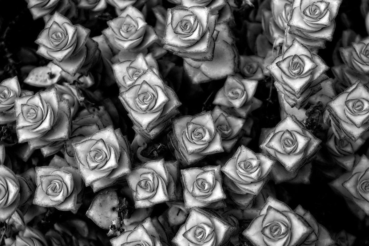 Photorealistic Photograph , Botanical #406 By Robert Tolchin, 20 X 16, Artwork For Sale On Artfinder