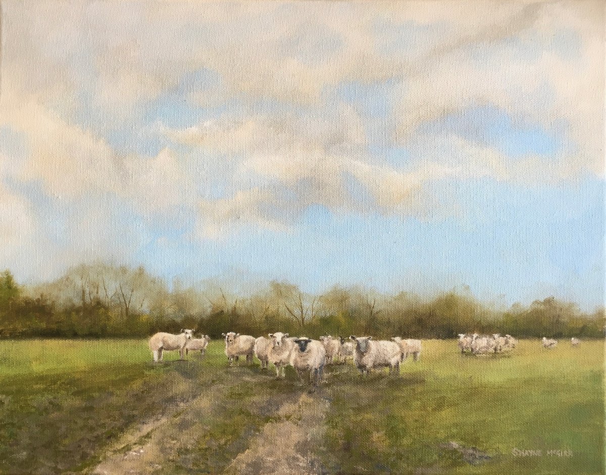 Sheep at Harvel by Shayne McGirr