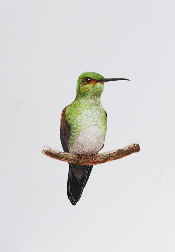 Hummingbird on a branch