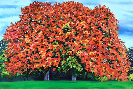 Two Orange Maples