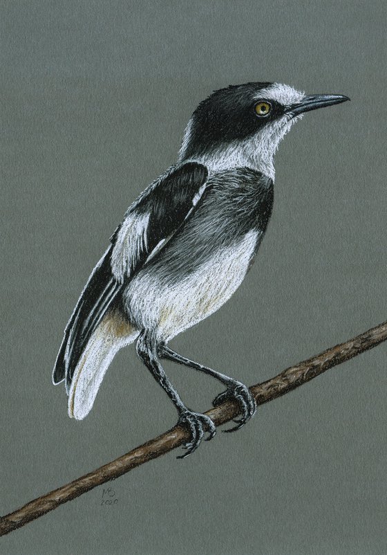 Original pastel drawing "White-tailed shrike"