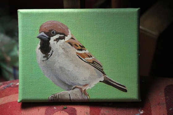 Head Sparrow