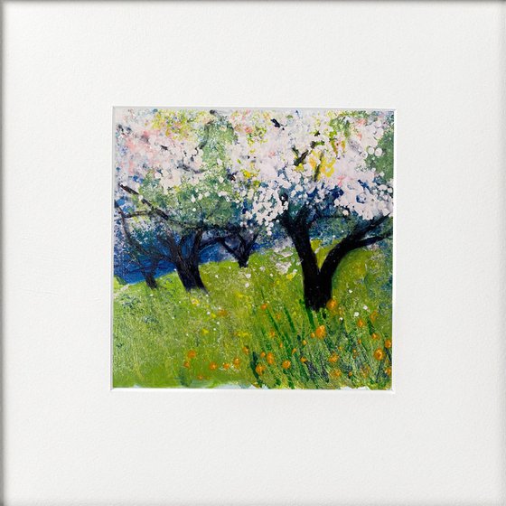 Orchard Series - Apple blossom in the Orchard