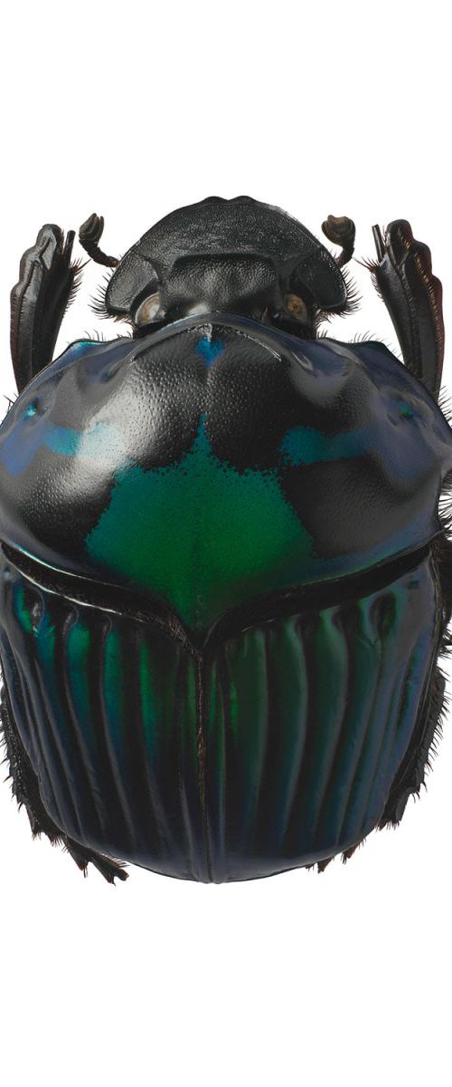 Scarab beetle - Oxysternon conspicillatum by Nick Dunmur