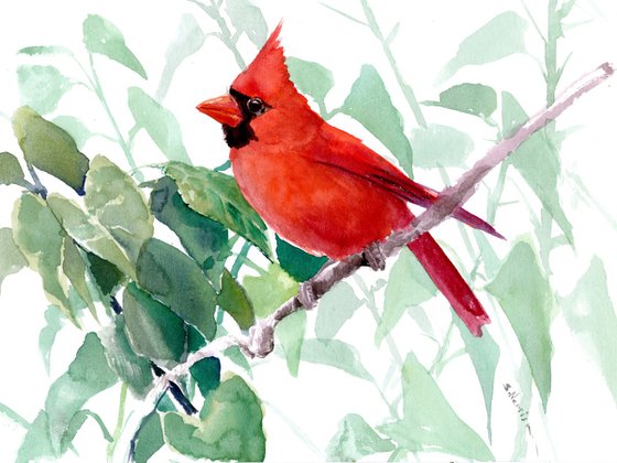 Red Cardinal Bird