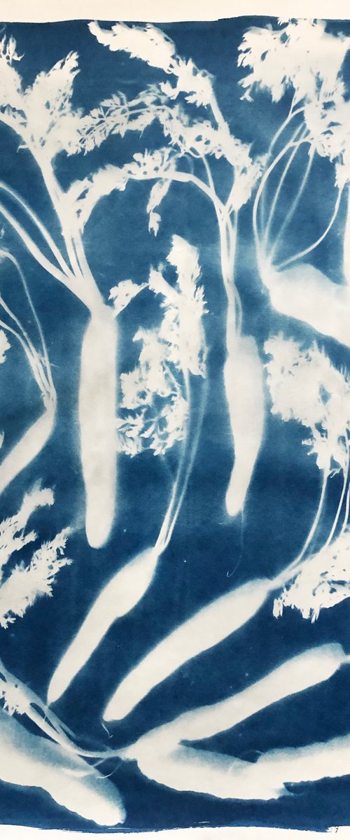 All Directions- cyanotype by Georgia Merton