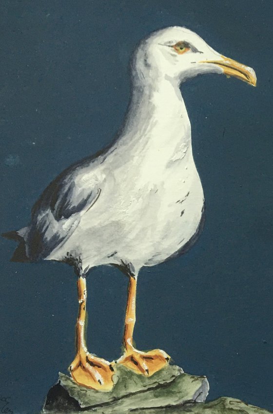 Standing Gull on Clifftop