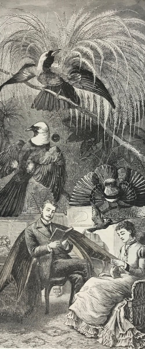 Exotic birds in the library by Tudor Evans