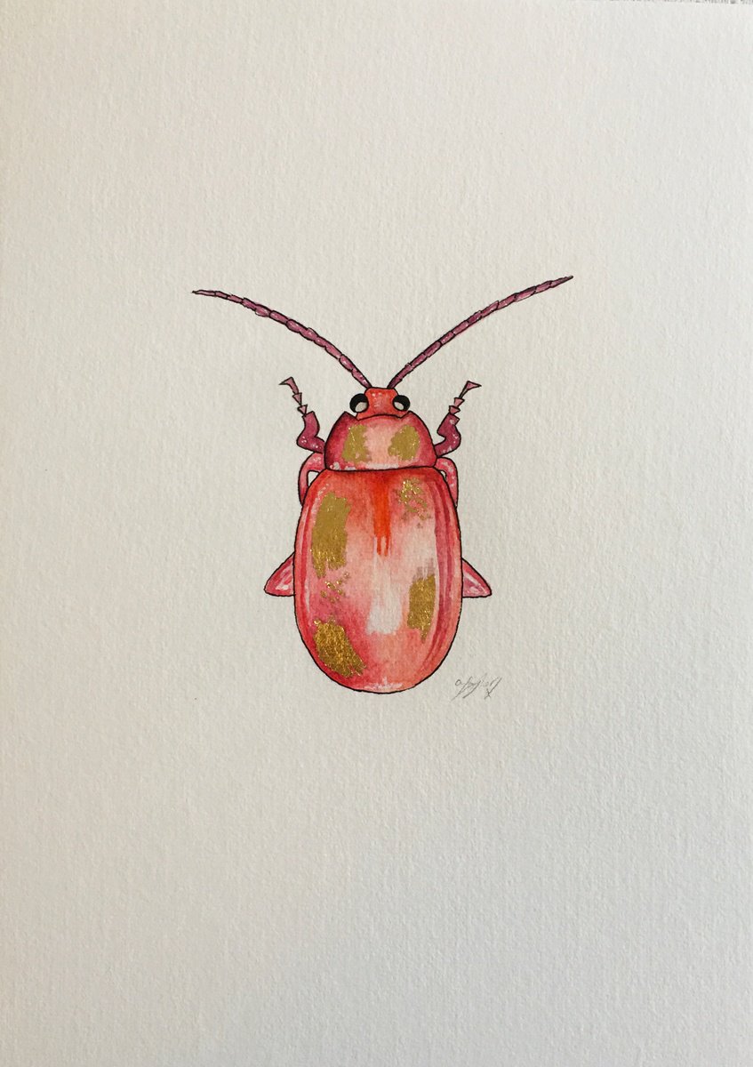 Pink beetle by Amelia Taylor
