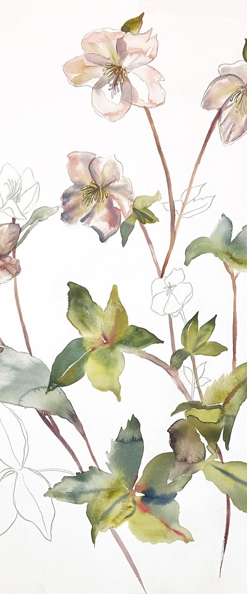 Hellebore No. 34 by Elizabeth Becker