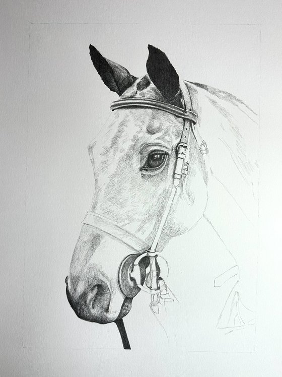 COMMISSION Purito - Polo Pony