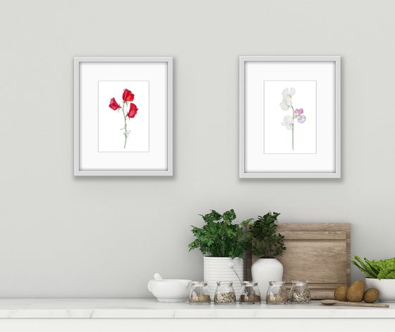 Red sweet peas. Original watercolor artwork.