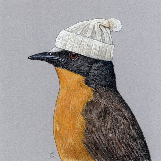 White-crowned robin-chat