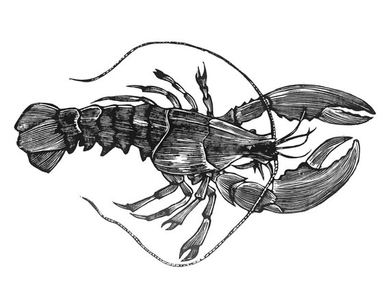 Black Lobster