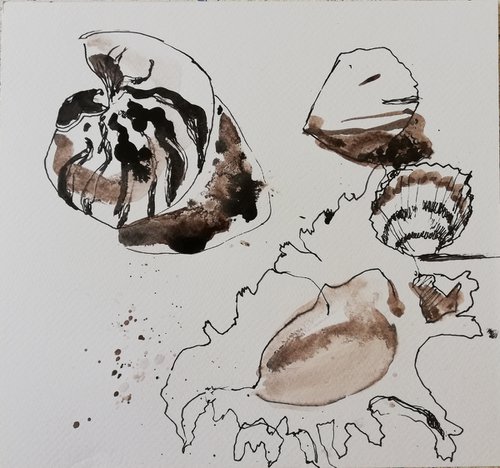 Seashells by Jelena Djokic