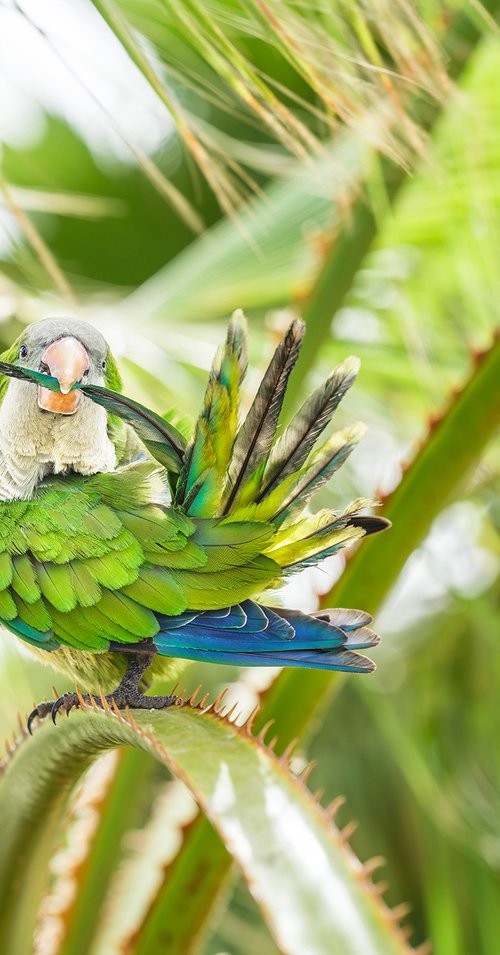 GREEN MONK PARROT by Andrew Lever
