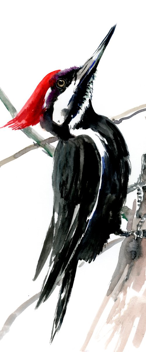Pileated Woodpecker by Suren Nersisyan