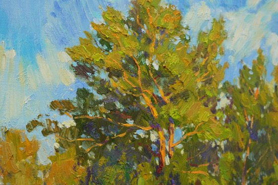 Pine forest