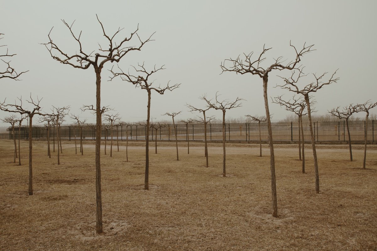 Photorealistic Photograph , Disciplined Nature By Yibo Wang, 23 X 17, Artwork For Sale On Artfinder