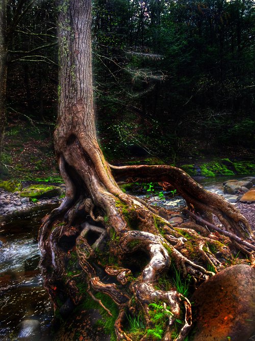 Gnarled tree by Alison Maloney