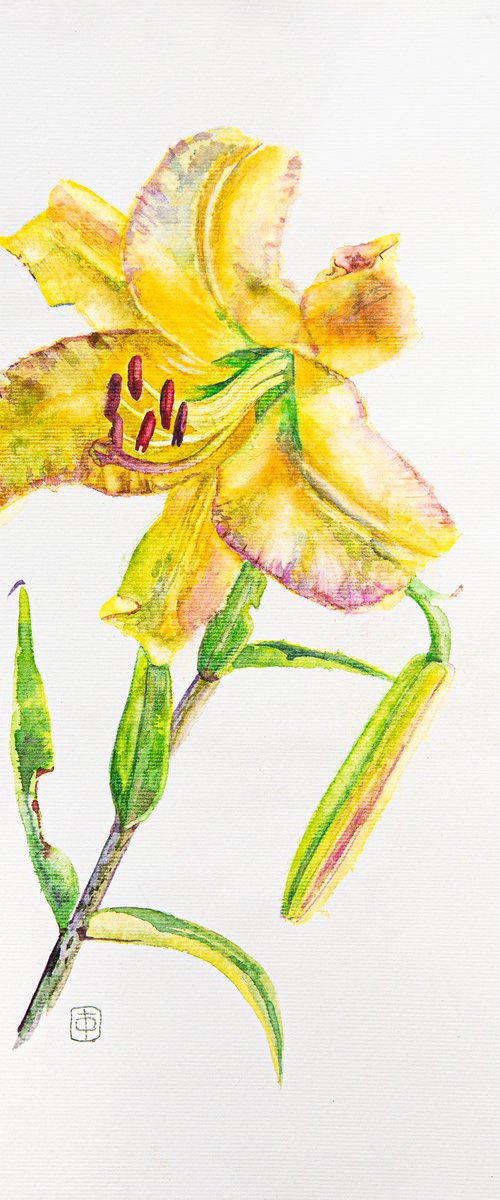 Yellow Lily by Hanna Furs