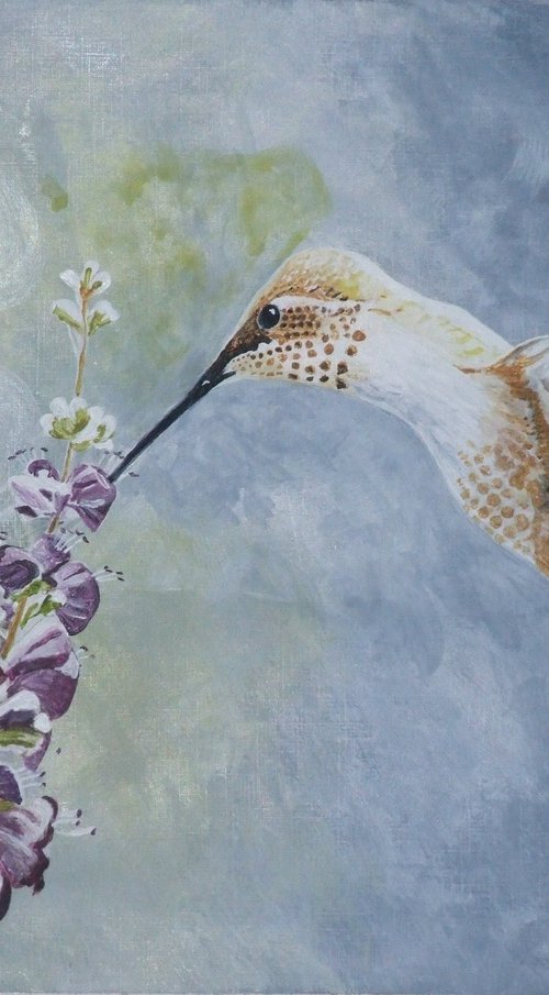 Hermit Hummingbird by Philip Baker