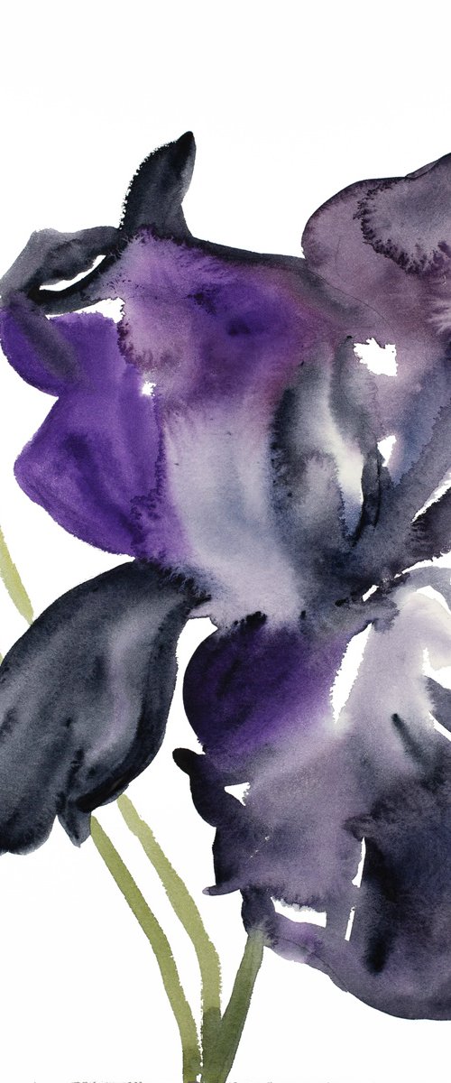 Iris No. 120 by Elizabeth Becker