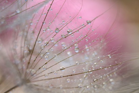 Dandelion rhapsody