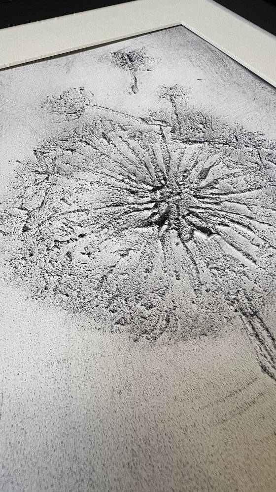 Black & white dandelions