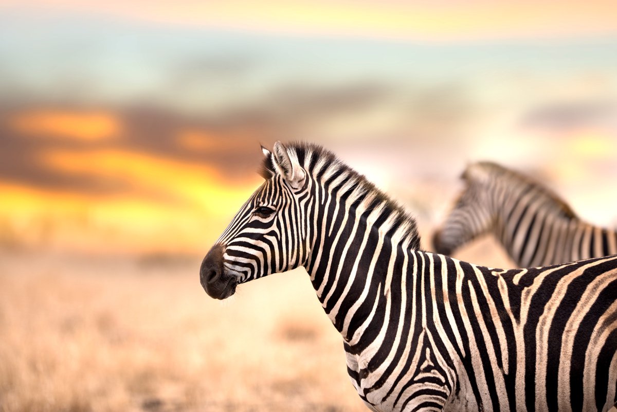 Zebras at sunset by Ozkan Ozmen