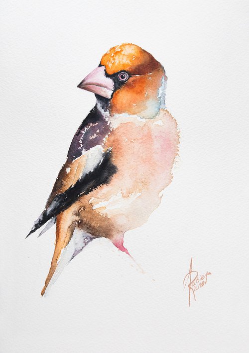 Hawfinch (Coccothraustes coccothraustes) by Andrzej Rabiega