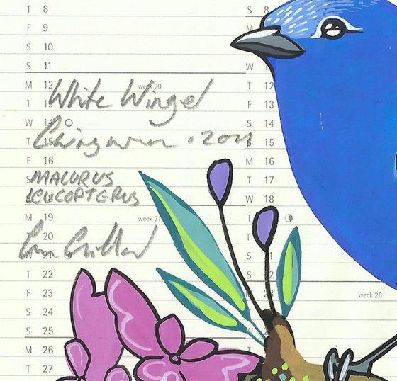 Birds of Australia: White Winged Fairywren