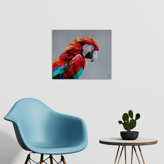 Macaw