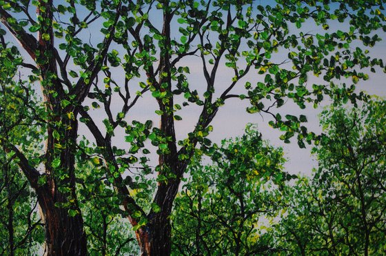 Glorious Spring Walk