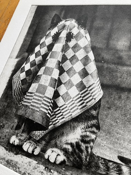 Ghost Cat