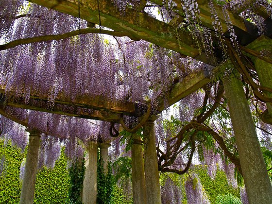 Wisteria Pergola