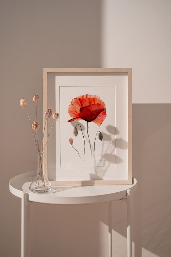 Watercolor bright poppy