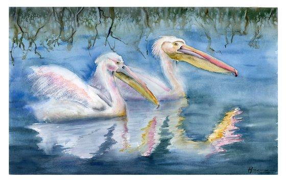 Two swimming pelicans