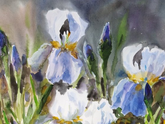 Twilight Irises